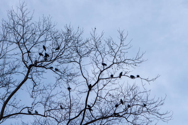 istock spring day in the park, buding trees with birds on limbs 1155974725