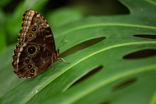 istock Side view of an Owl Butterfly 1155978813