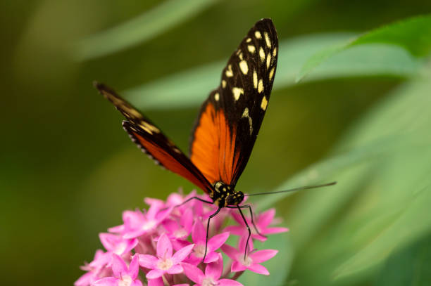 istock Macro image of a Melinaea Butterfly 1155978816