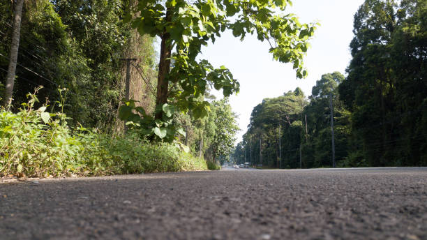istock landscape of Tree or forest and road , Krabi Thailand - Image . 1155978919