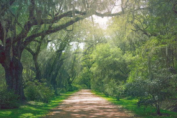 istock Atmospheric forest road in the American South. 1155978927