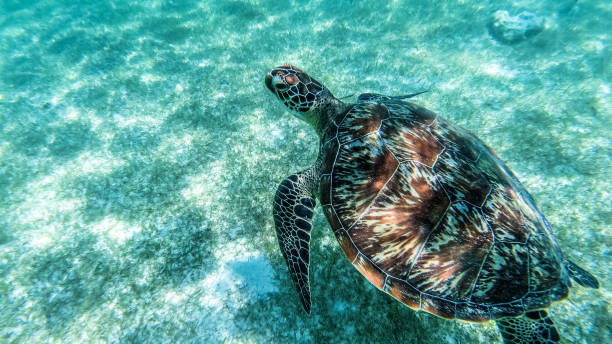 le tartarughe marine nuotano nell'acqua di mare, il primo piano di tartarughe marine verde oliva. fauna selvatica della barriera corallina tropicale, foto subacquea di animali acquatici. - nassau foto e immagini stock