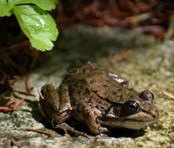 istock A frog sits on a rock in a pond. 1155980573