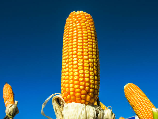 orejas de maíz dulce en el campo en brasil - genetic modification corn corn crop genetic research fotografías e imágenes de stock