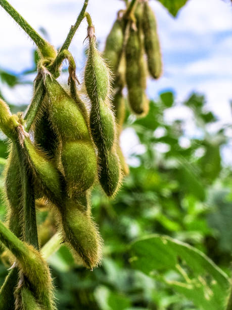 istock soybean plant on field in Brazil 1155982811