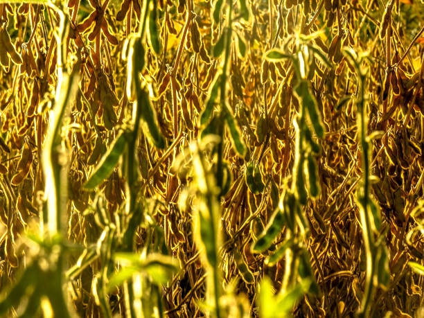 Soybean plant on field in Brazil with selective focus