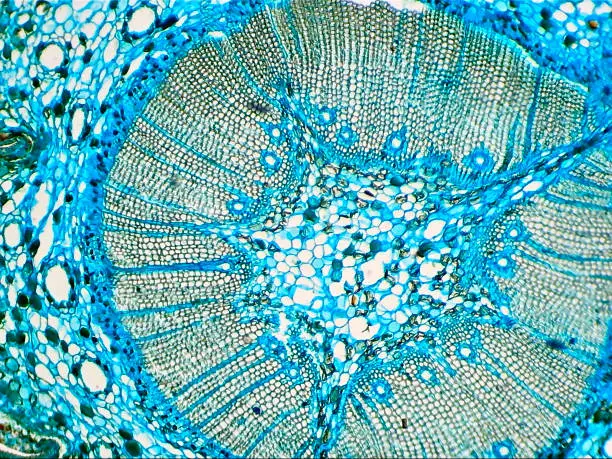Plant tissue, photo taken in the laboratory under a microscope
