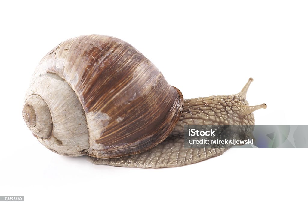 Caracol (Helix pomatia) sobre um fundo branco - Royalty-free Animal Foto de stock