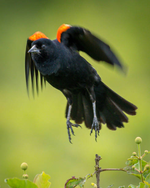 istock Red Winged Blackbird on a branch 1155986924