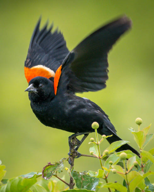istock Red Winged Blackbird on a branch 1155986947