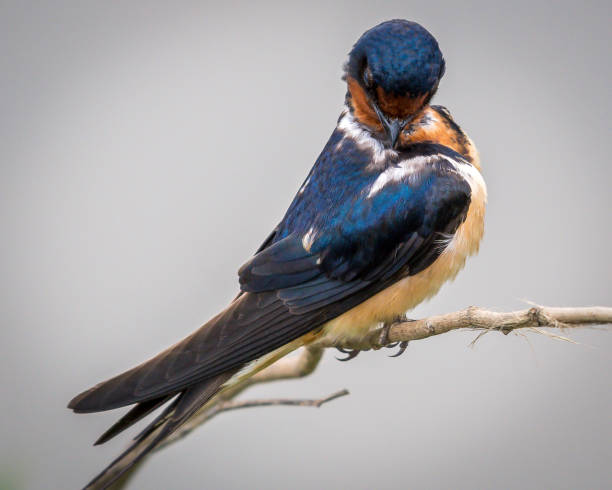 istock Barn Swallow on a branch portrait 1155987028