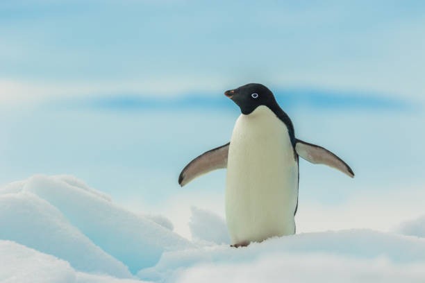 Penguin in its natural habitat A wild penguin in its natural habitat walks on the fresh snow of an Antarctic ice shelf. icecap photos stock pictures, royalty-free photos & images