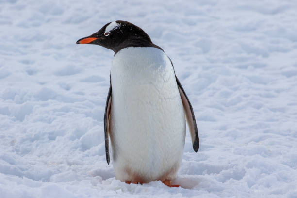 istock Penguin in its natural habitat 1155989791