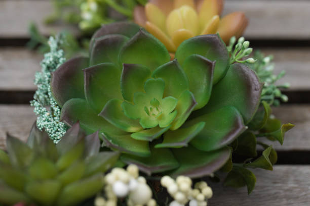 istock Succulent plant on wooden background 1155992824
