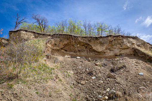 horizontal image of soil erosion  on a dirt hill taken from the bottom up  showing the exposed roots of the trees on top  in the summer time.