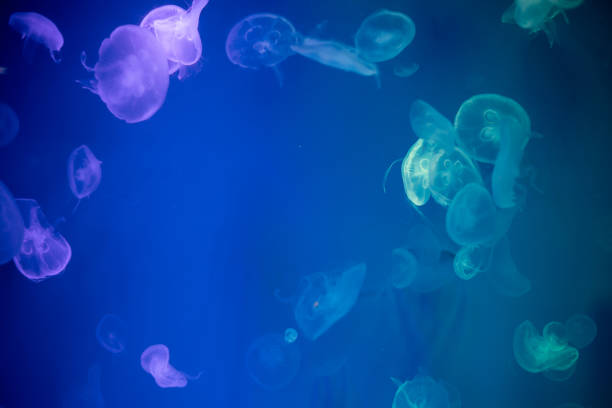 istock Jellyfish that lie under the deep sea. 1155992900