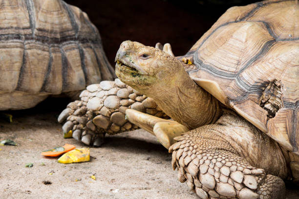 istock Sulcata tortoise is in the nature. 1155992909