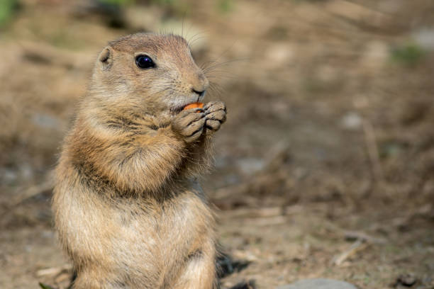 istock Prairie Dog enjoys snacking on a carrot 1155994294