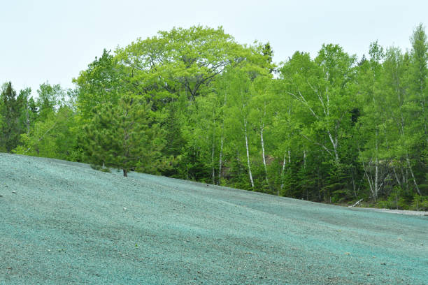 hydroseeded field in the springtime - tree skill nature horizontal imagens e fotografias de stock