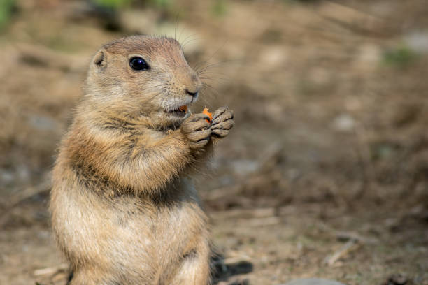 istock Prairie Dog enjoys snacking on a carrot 1155995470