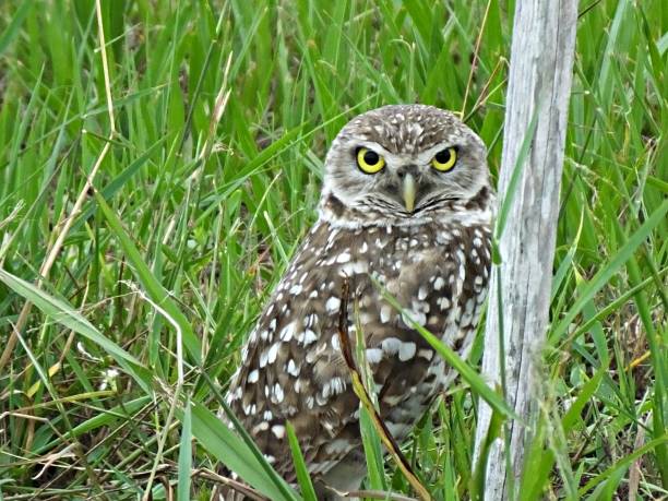 istock Burrowing Owl (Athene cunicularia) standing near a wood post 1155998863