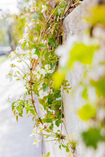 istock beautiful white clematis flower on wall 1156002447