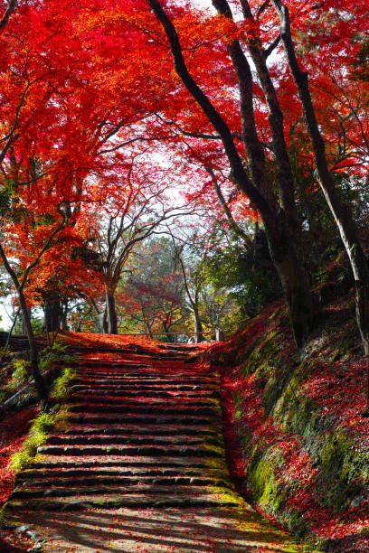 istock stone steps and autumn leaves of sunbeams 1156004113