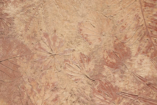 istock marks of leaf on the concrete background 1156007036