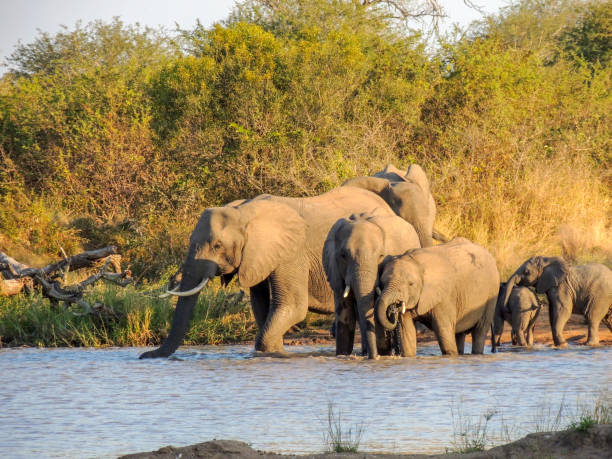 stado słoni w otworze wodnym, republika południowej afryki - addo south africa southern africa africa zdjęcia i obrazy z banku zdjęć