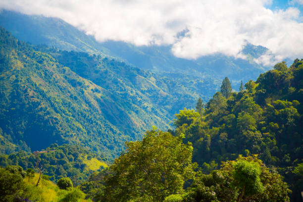 ブルーマウンテンでジャマイカ - tropical rainforest jamaica tropical climate rainforest ス�トックフォトと画像