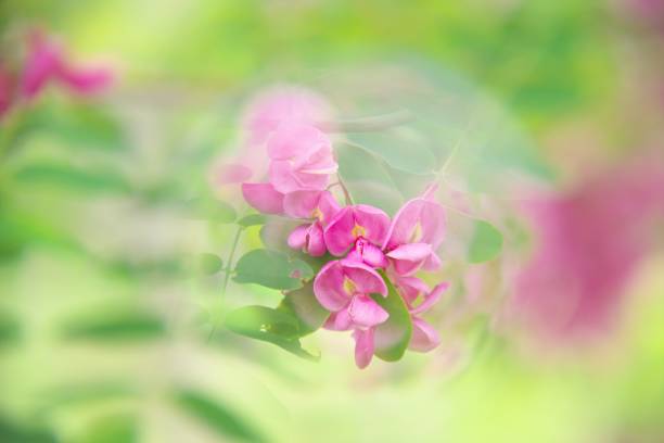 istock Flower garden blooming in soft 1156011983