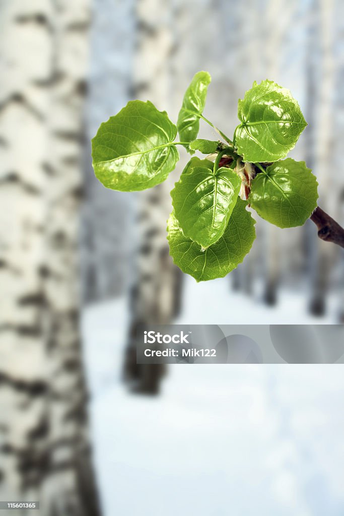 新しい緑の葉で冬 - カバノキのロイヤリティフリーストックフォト