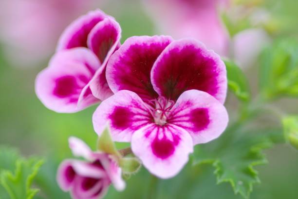 istock Geranium in a beautiful greenhouse 1156016932
