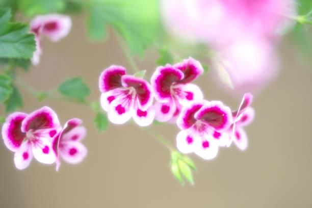 istock Geranium in a beautiful greenhouse 1156017503