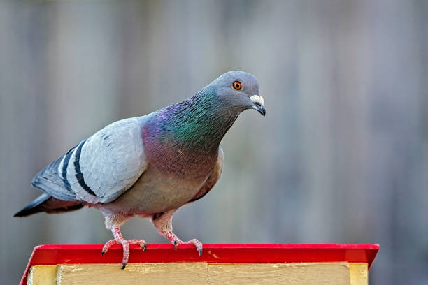 2,946 Funny Pigeon Stock Photos, Pictures & Royalty-Free Images - iStock