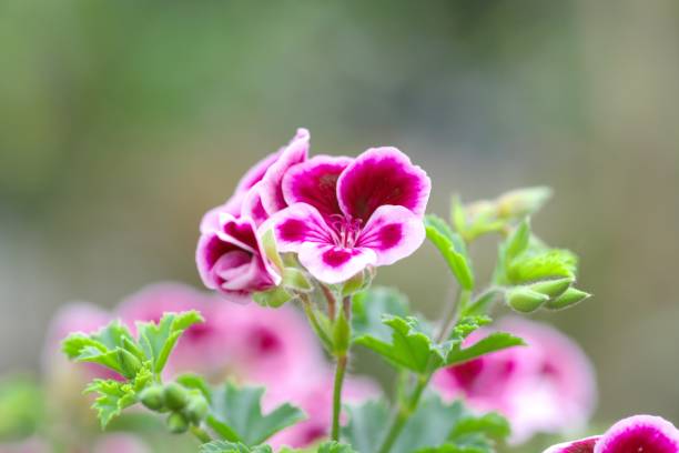 istock Geranium in a beautiful greenhouse 1156018121