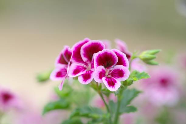 istock Geranium in a beautiful greenhouse 1156018147
