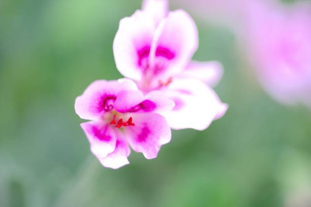istock Geranium in a beautiful greenhouse 1156018688