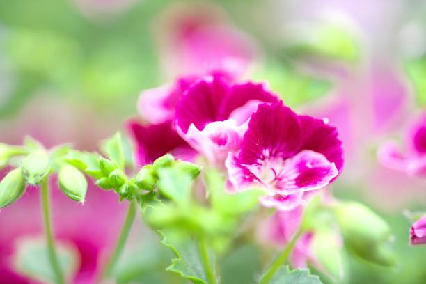 istock Geranium in a beautiful greenhouse 1156018715
