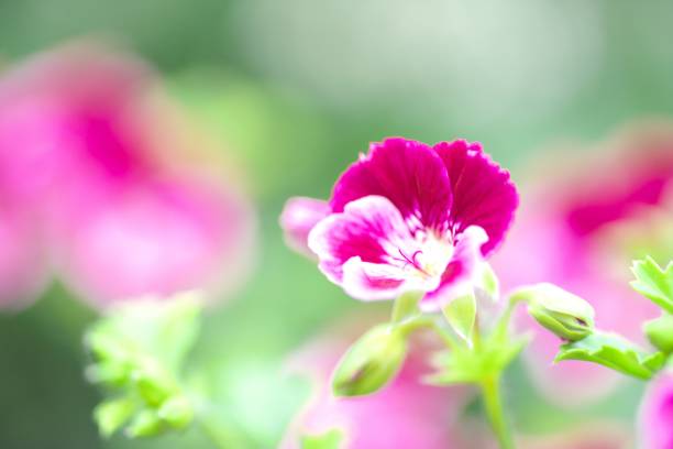 istock Geranium in a beautiful greenhouse 1156018731