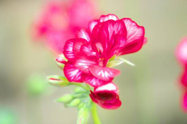 istock Geranium in a beautiful greenhouse 1156019355