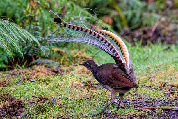 Superb Lyrebird (Menura novaehollandiae) Superb lyrebird in the Australian bushland menura novaehollandiae stock pictures, royalty-free photos & images