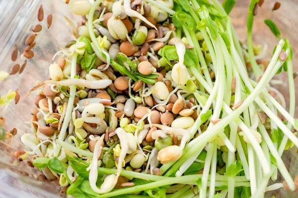 Salad of germinated seeds of flax pea lentils and other grains. Macrobiotic food concept. stock photo