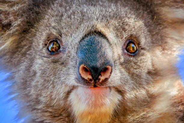 coala (phascolarctos cinereus) - koala bear animals in the wild perching - fotografias e filmes do acervo