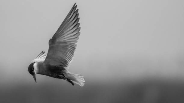 istock Close up isolated common tern seagull in the wild- Danube Delta Romania 1156020407