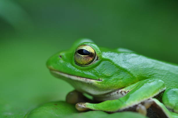 istock Schlegel green frog 1156020527