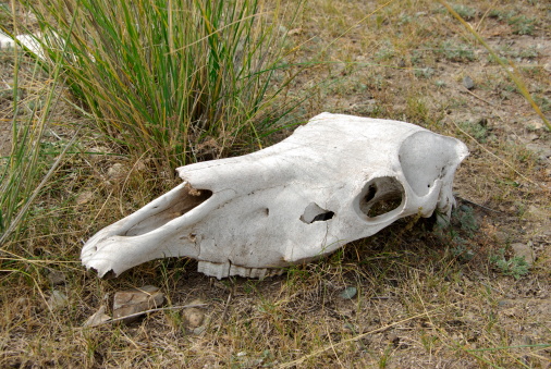 Shoulder blade of a African elephant laying on the ground on the savannah in the Okavango Delta in Botswana