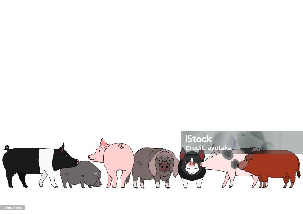 Ilustración de Lindo Grupo De Cerdos De Dibujos Animados y más Vectores  Libres de Derechos de Cerdo barrigón - Cerdo barrigón, Cerdo, Mangalica -  iStock