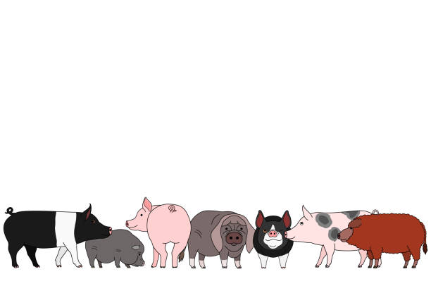 stockillustraties, clipart, cartoons en iconen met cute cartoon varken groep - hangbuikzwijn