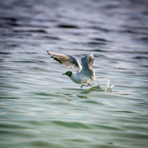 wildlife